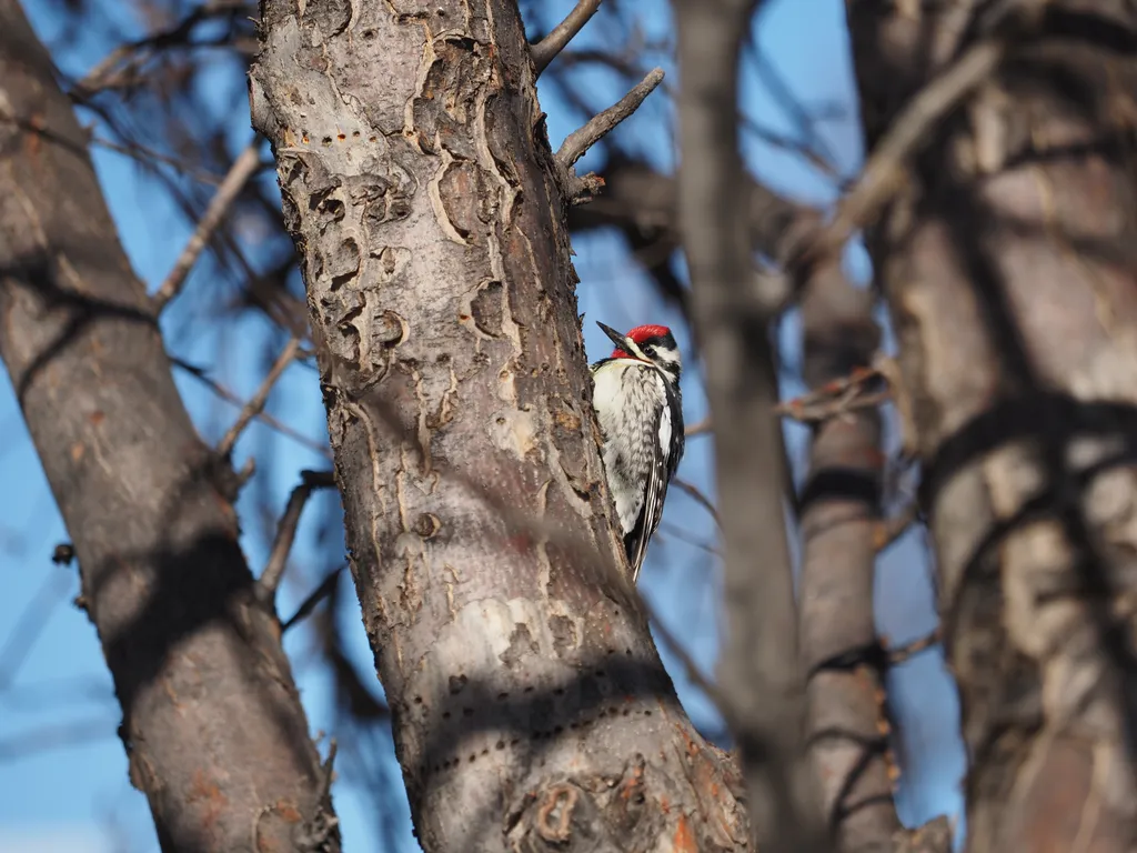 a woodpecker in a tree