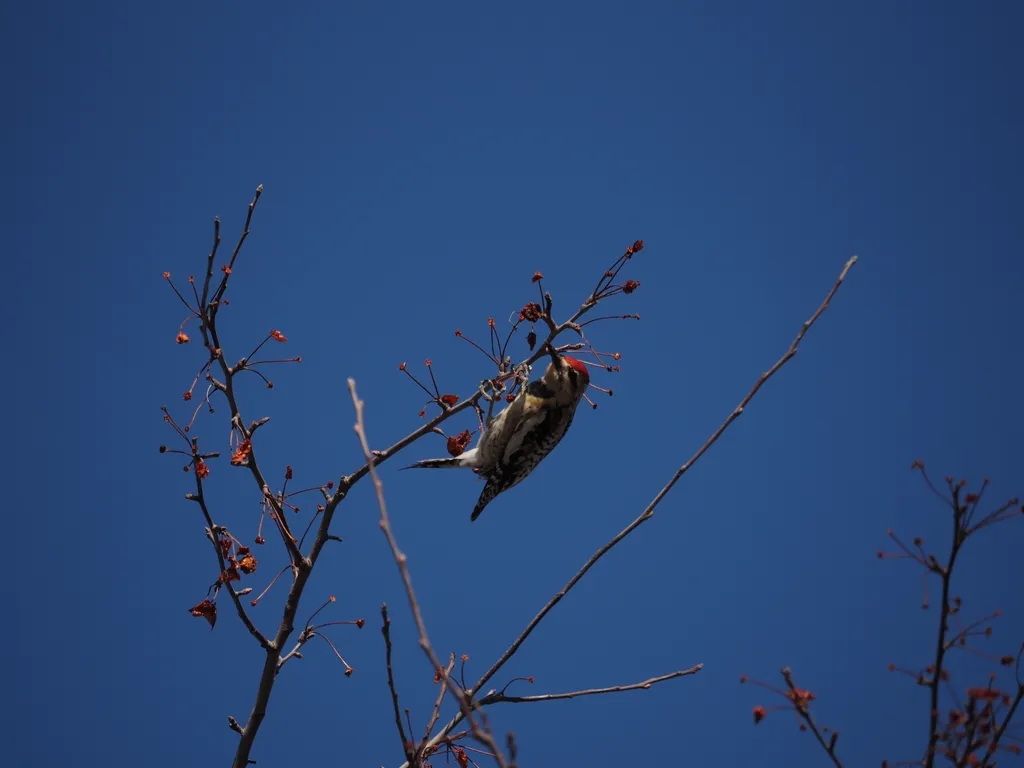 a woodpecker in a tree eating berries