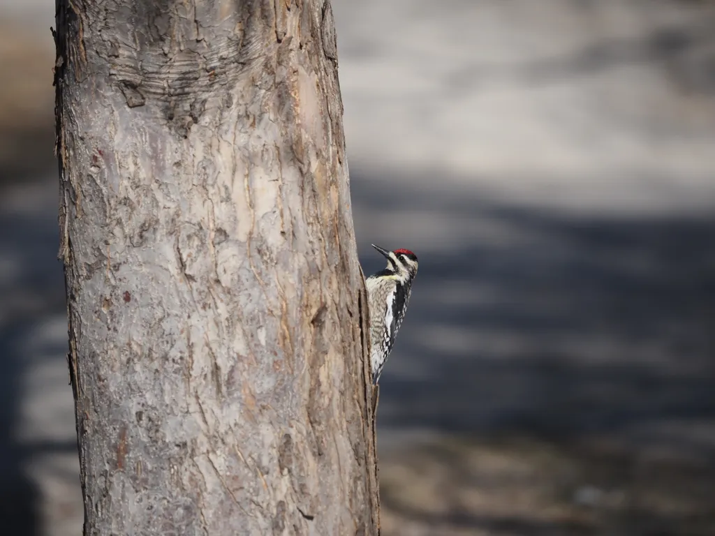 a woodpecker in a tree