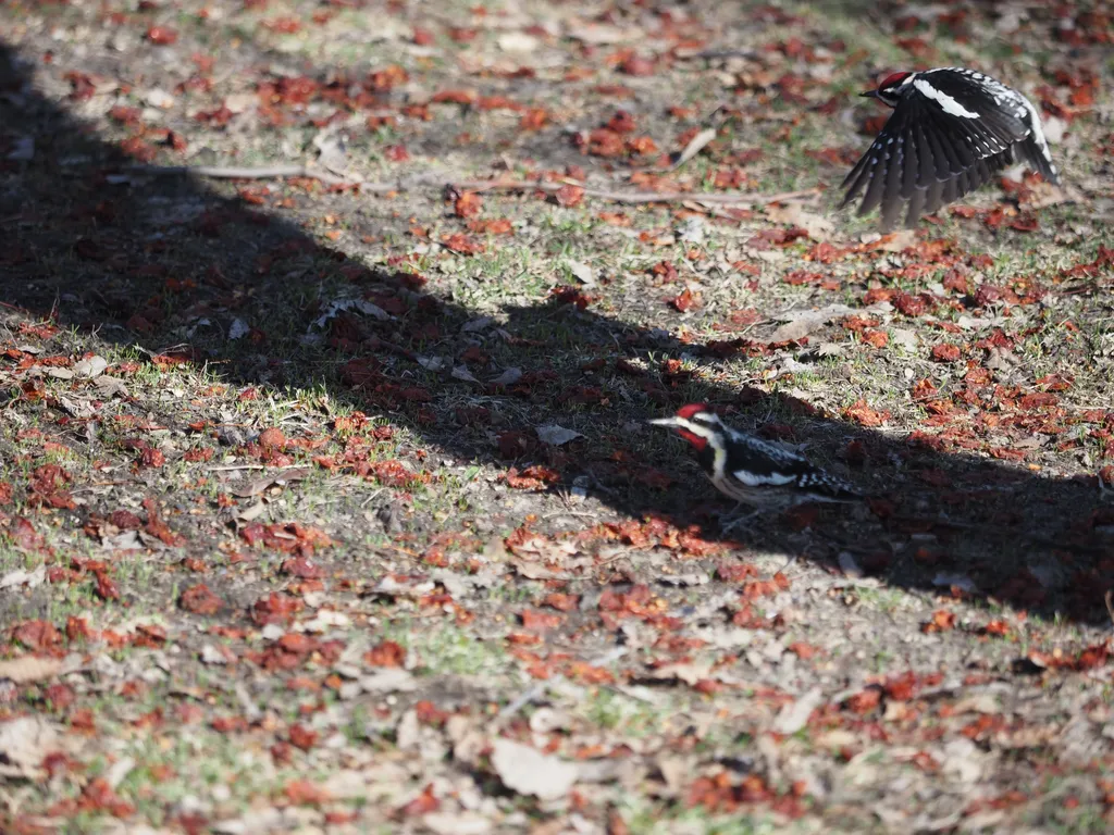a woodpecker taking off from the ground