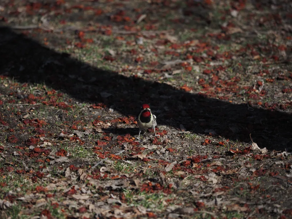 a woodpecker on the ground