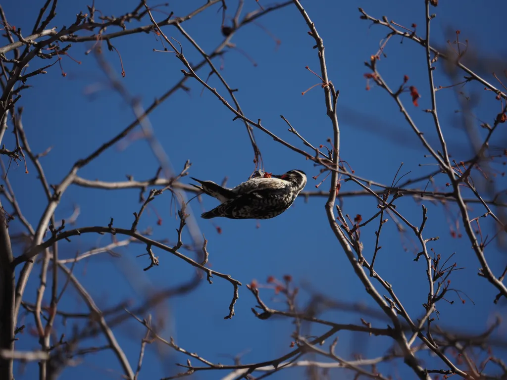 a woodpecker in a tree eating berries
