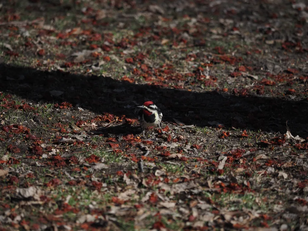 woodpeckers on the ground eating berries