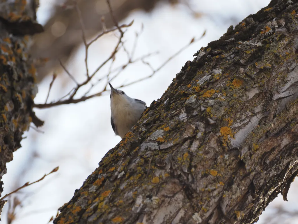 a nuthatch in a tree