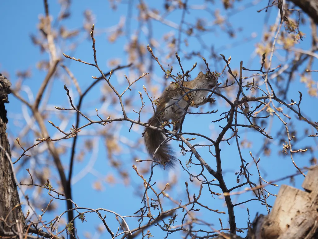 a squirrel in a tree