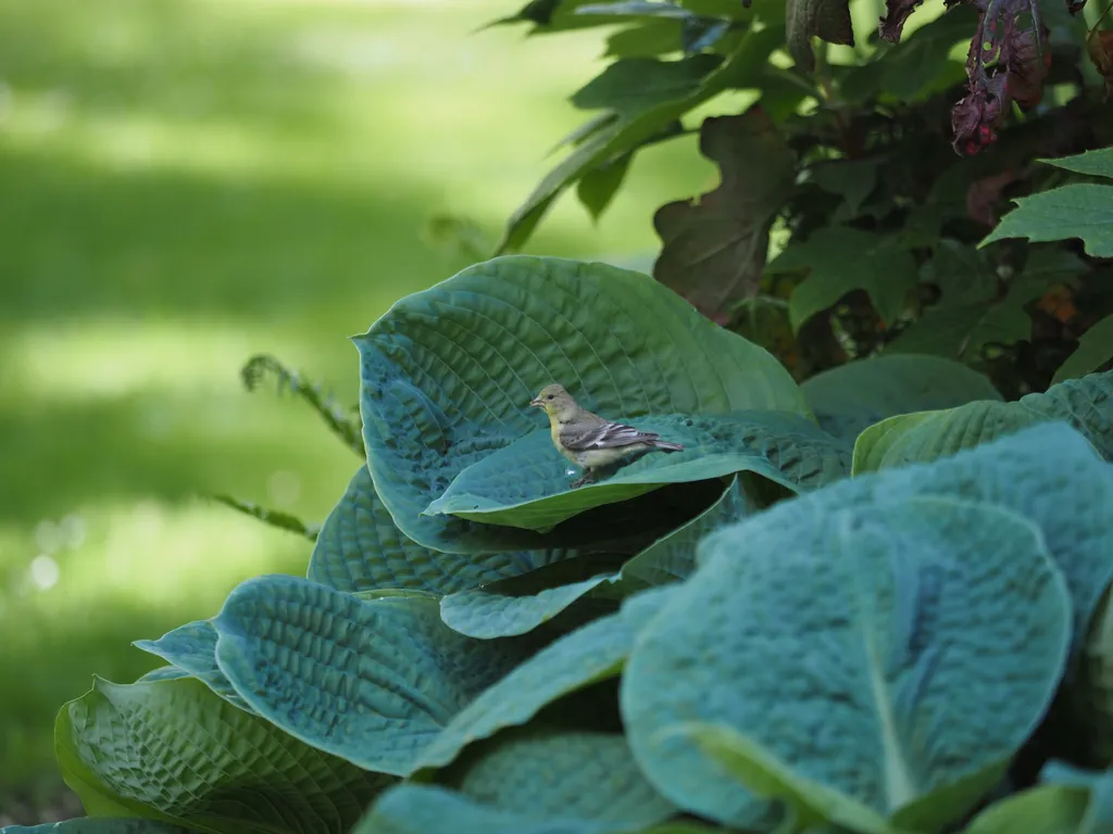 a yellow and grey bird