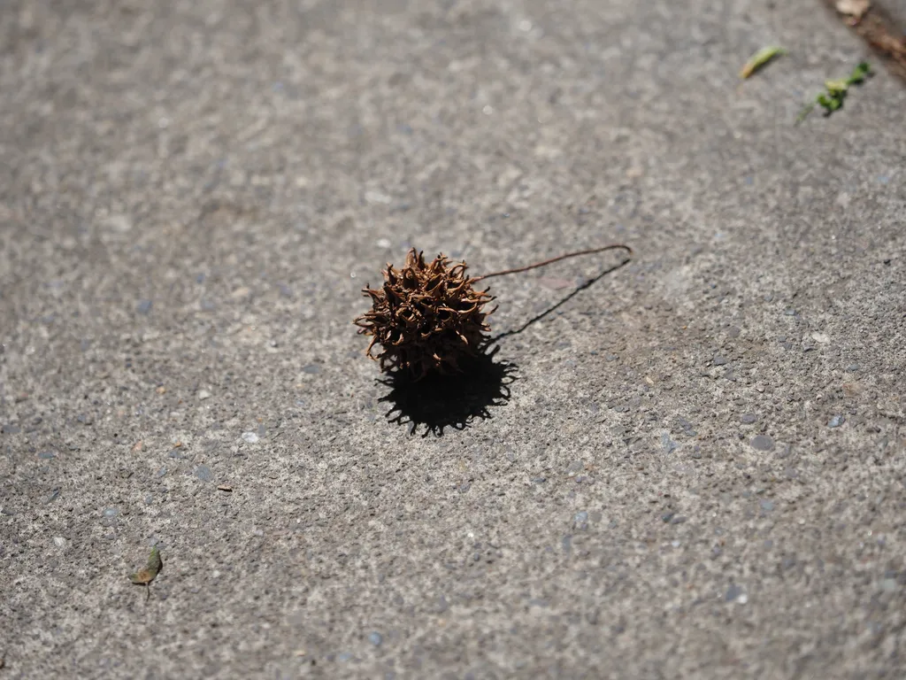 a spiky seed casting a shadow