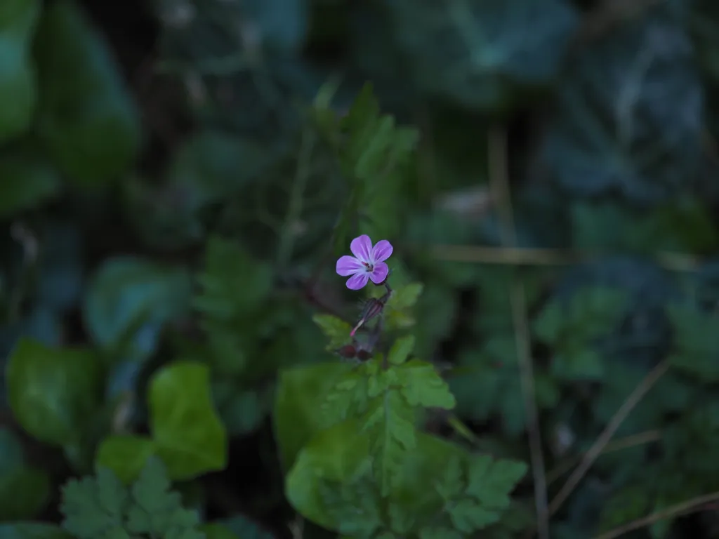 a small pink flower getting ready to bloom