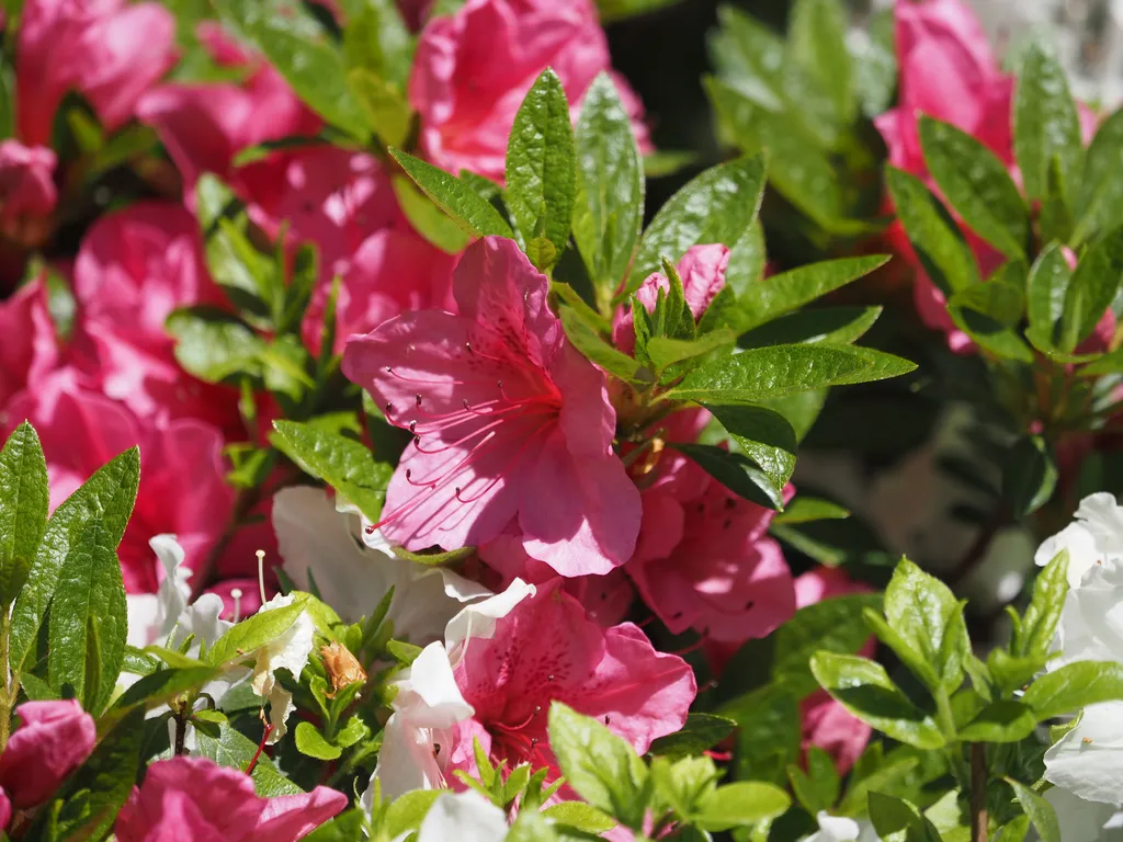 pink and white flowers