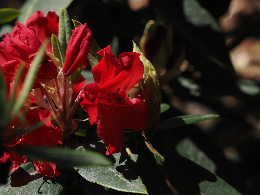a red flower