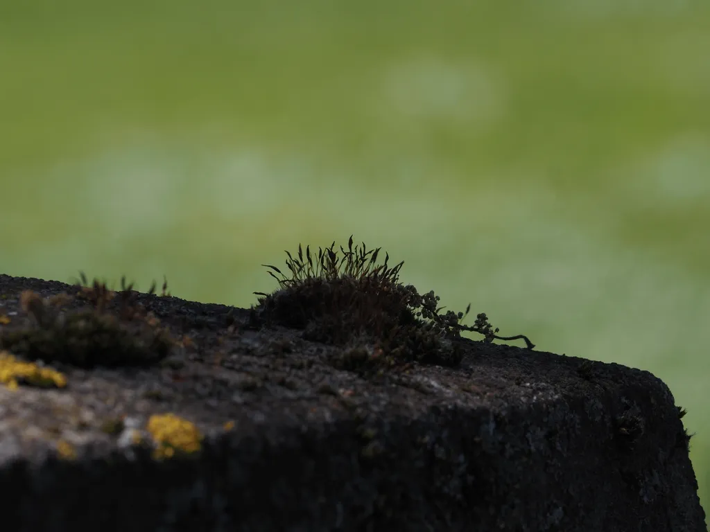 moss growing on a sone
