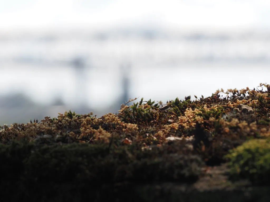 lichen growing on a stone