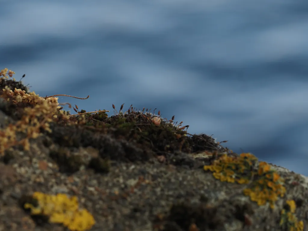 lichen growing on a stone
