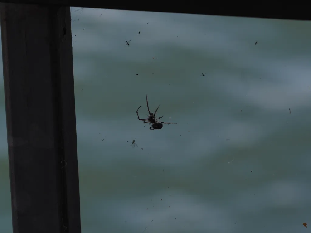 a spider on a web on a railing