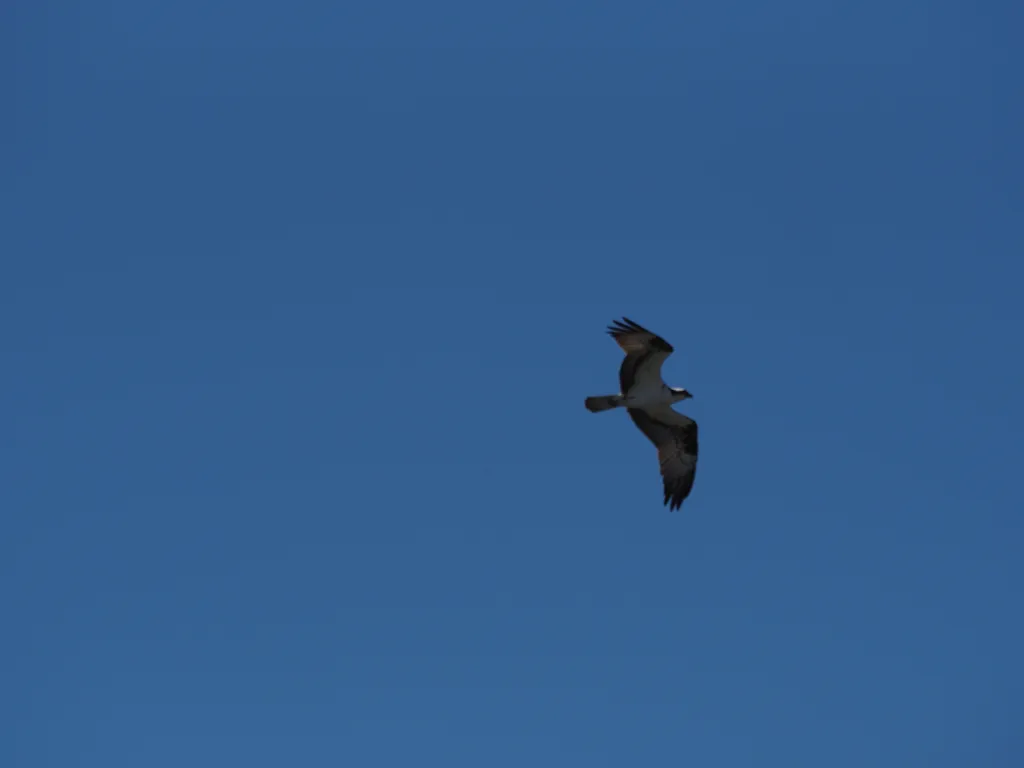 a hawk in a clear sky