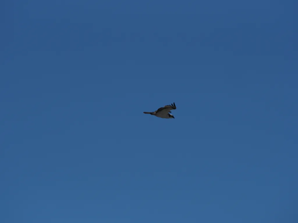a hawk in a clear sky