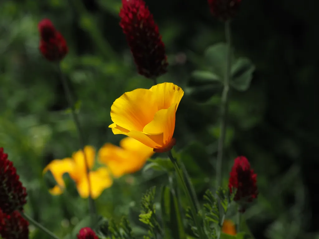 yellow and red flowers