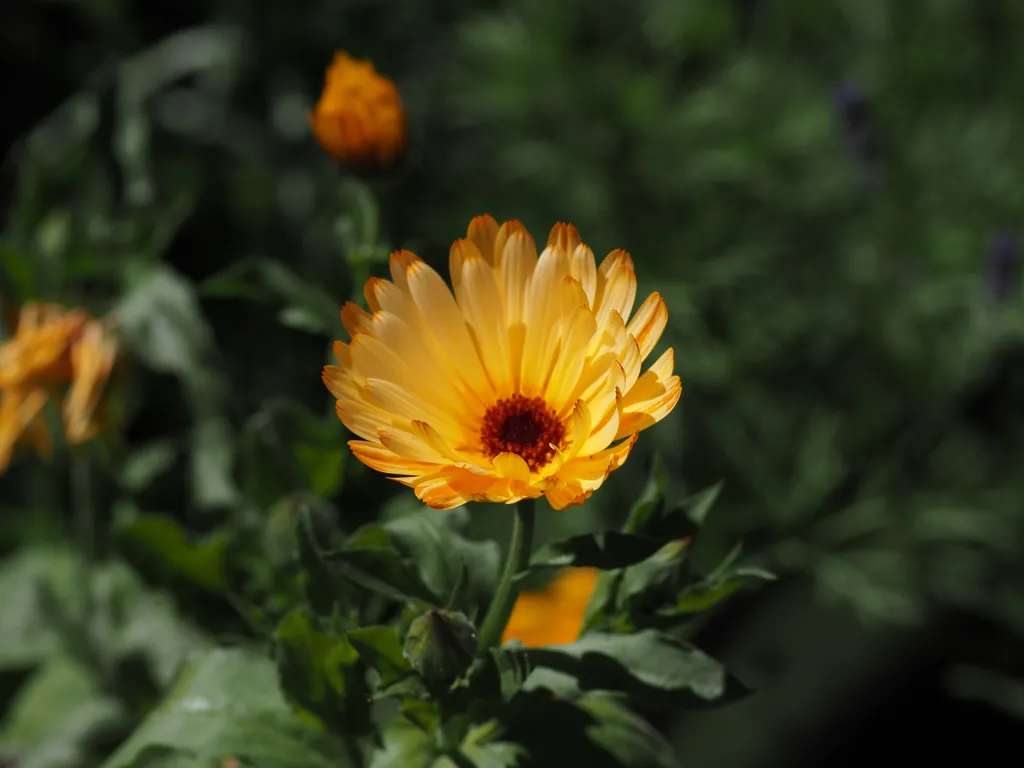 an orange flower