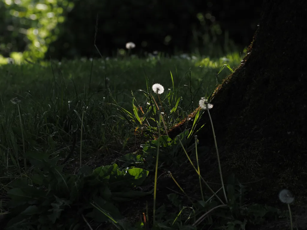 a dandelion at the base of a tree