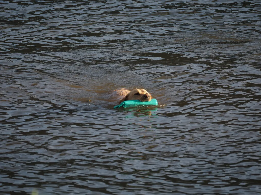 a dog swimming in a river