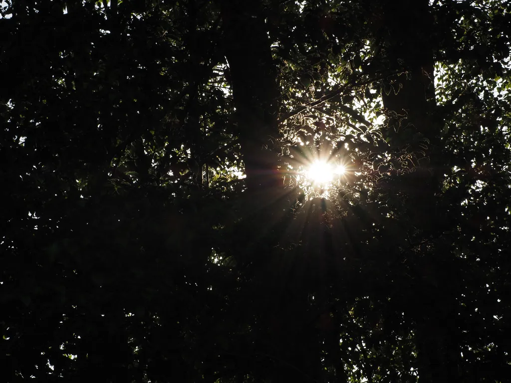the sun shining through trees