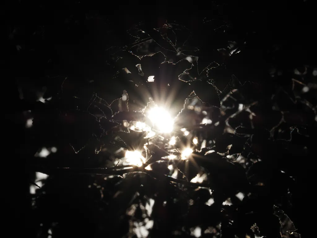 the sun behind leaves