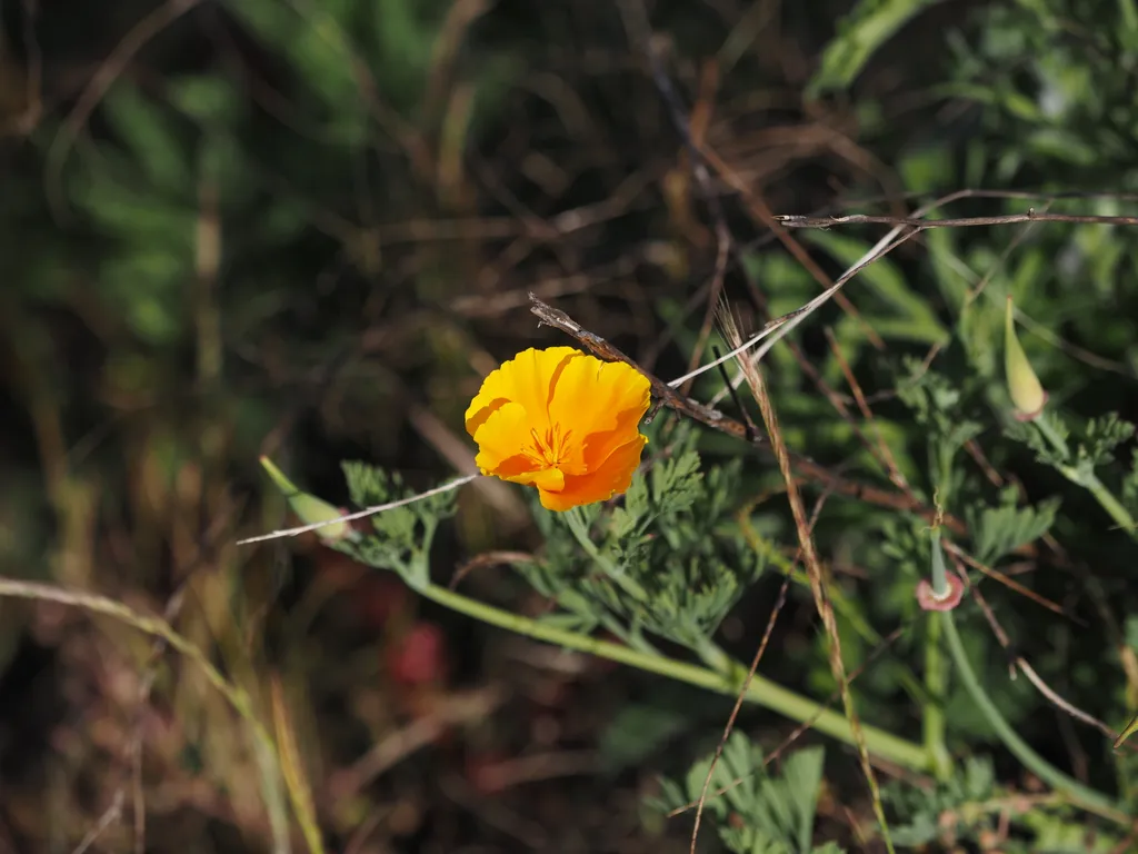 a small orange flower