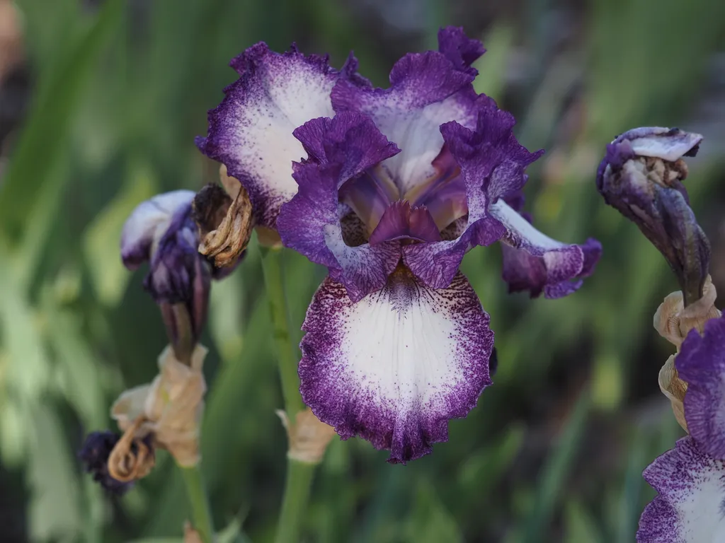 a pink and white flower