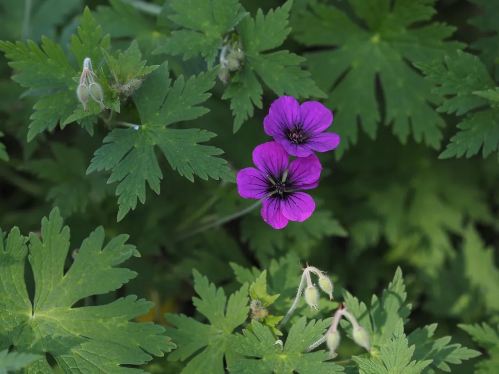 pink flowers with black veins