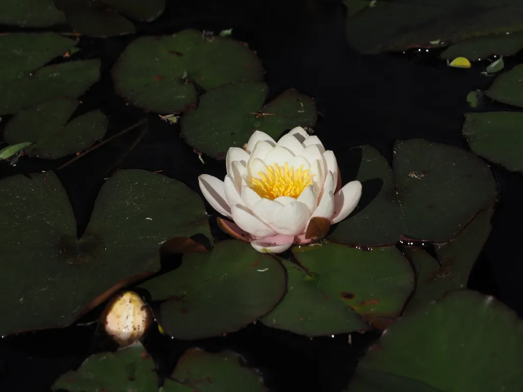 a water lily