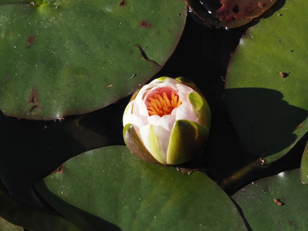 a lily pad bud