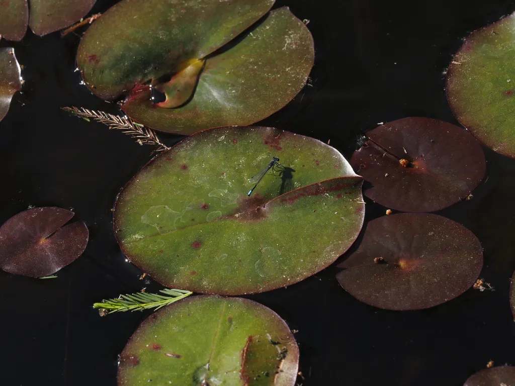 a damselfly on a lilypad