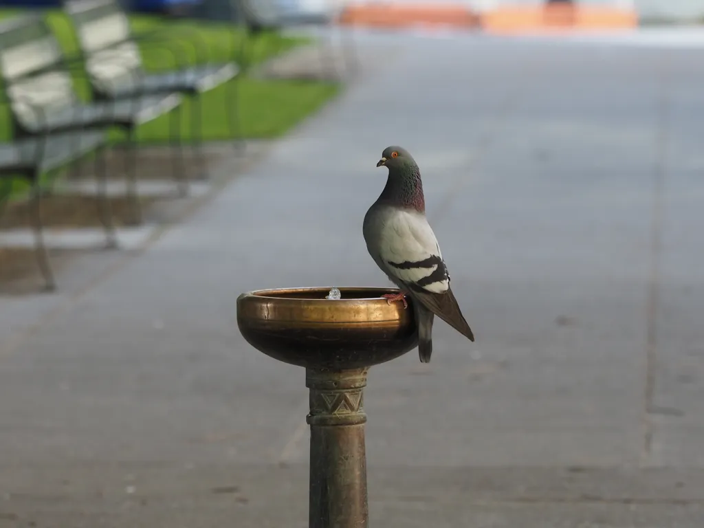 a pigeon using a water fountain