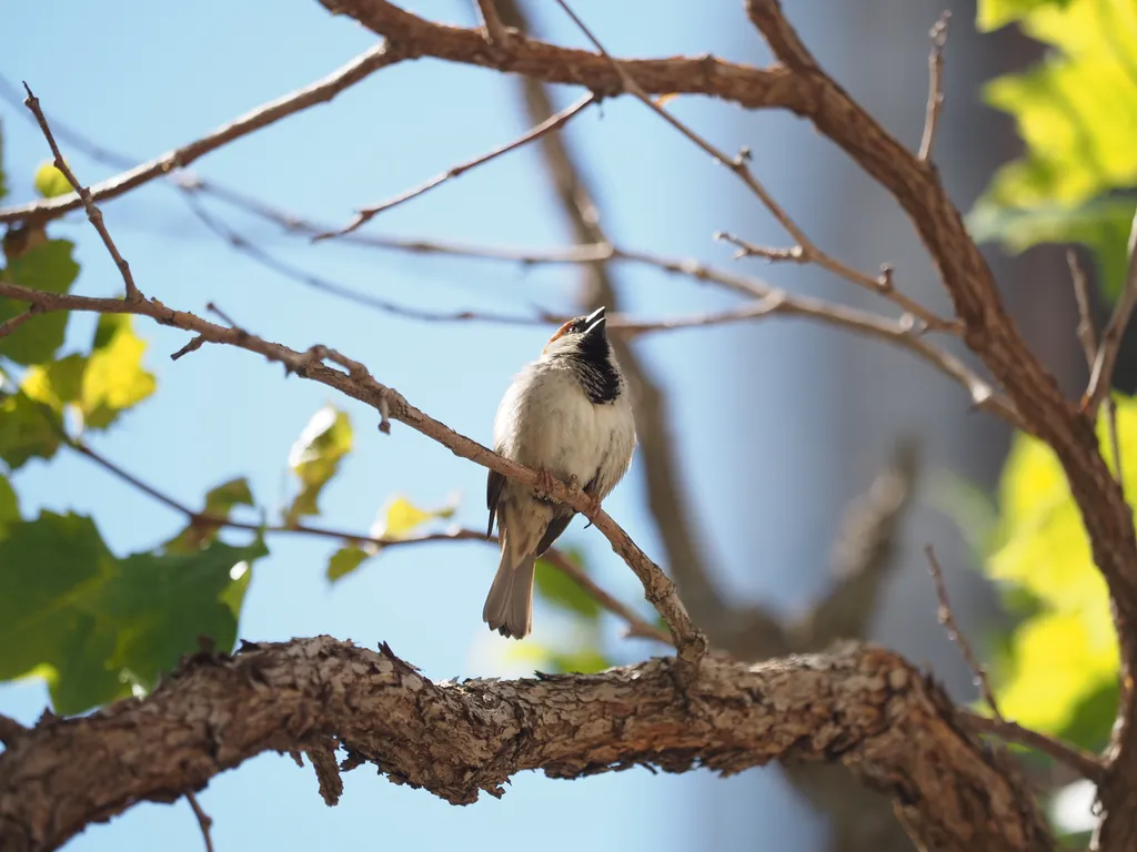 a sparrow on a branch