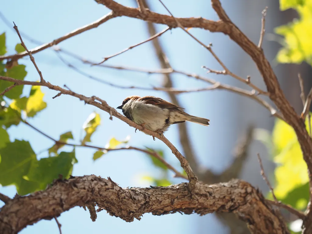 a sparrow on a branch