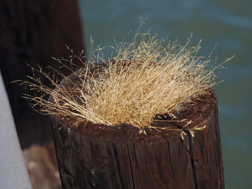 grass growing on a pole