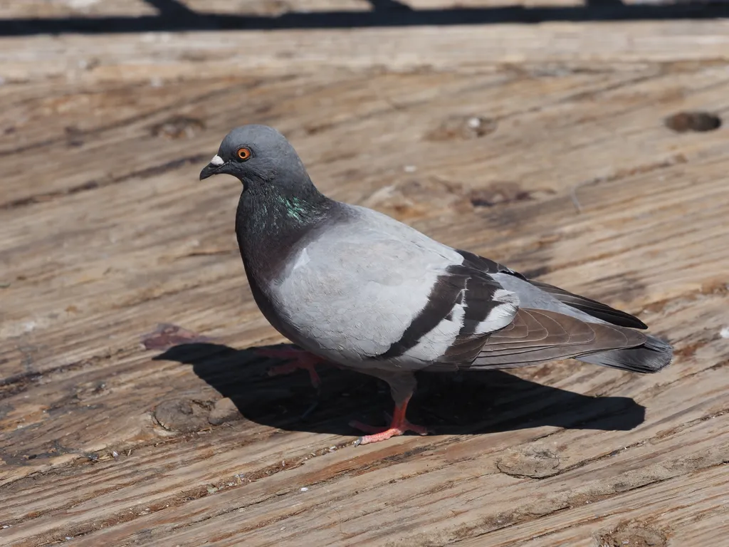 a pigoen on a pier