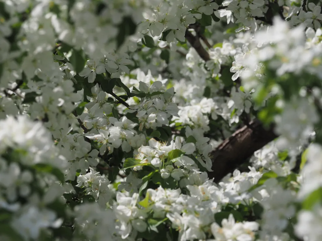 a tree full of white flowers