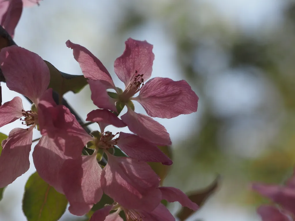 pink flowers
