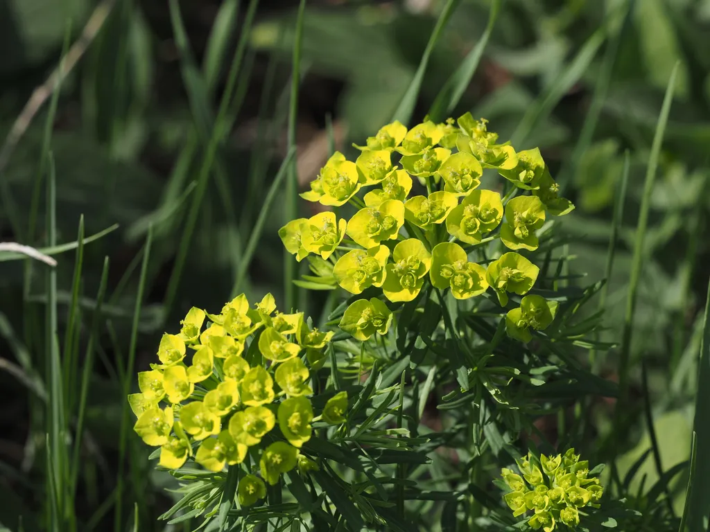 small green flowers