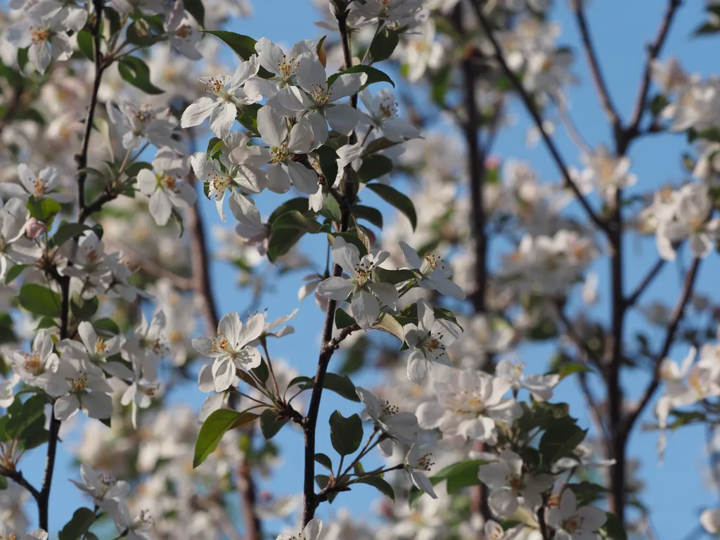 white flowers
