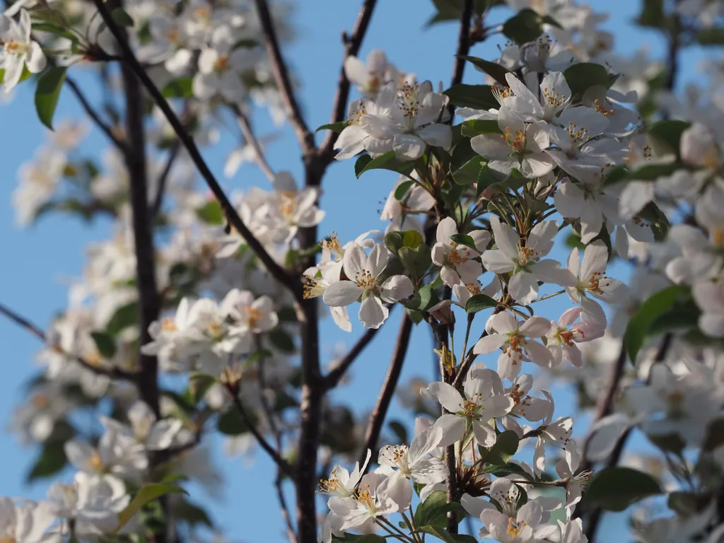 white flowers
