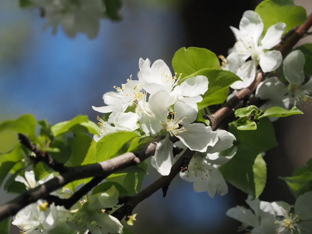 white flowers