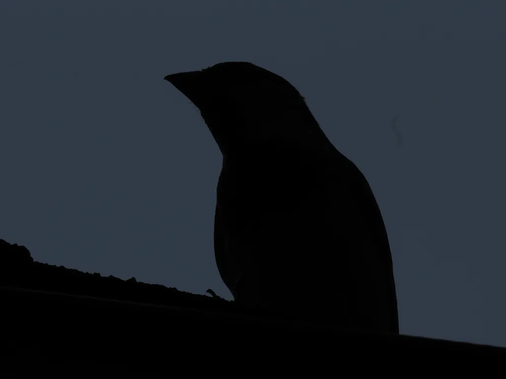 the silhouette of a bird