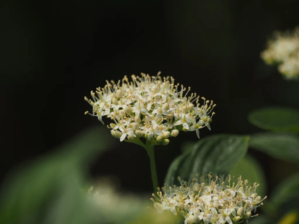 small white flowers