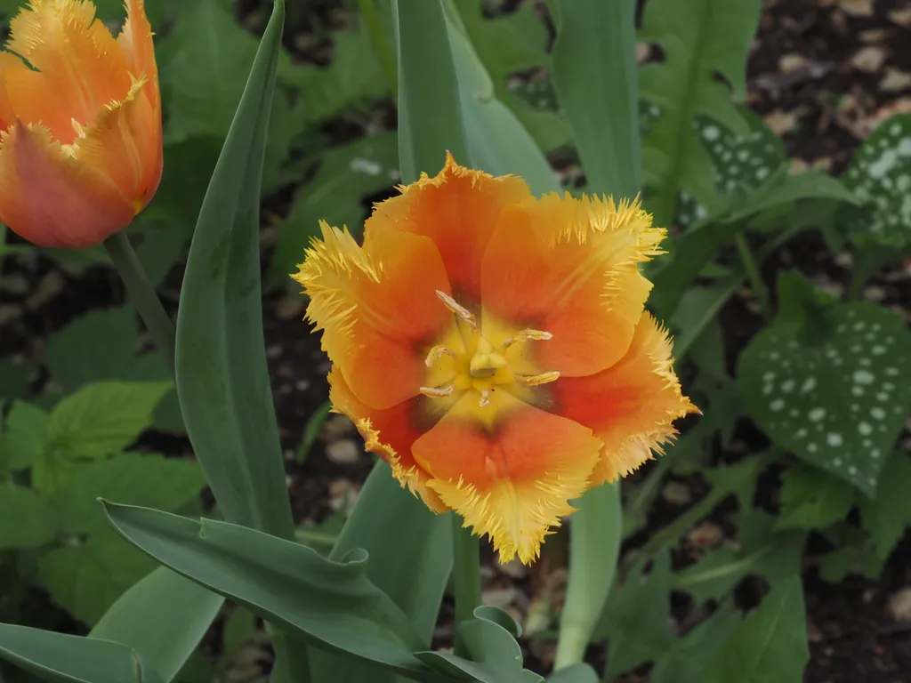 a flower with fuzzy pedals