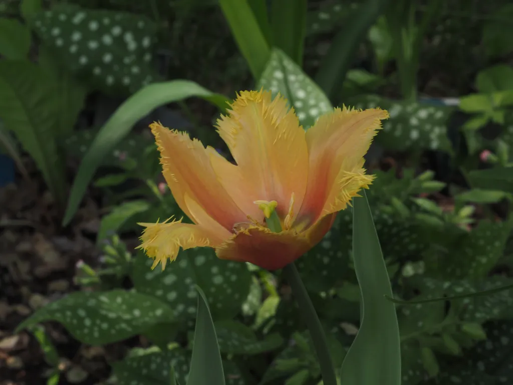 a flower with fuzzy pedals
