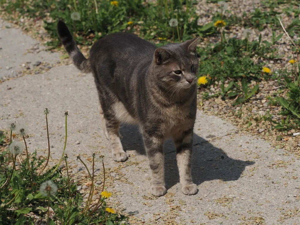 a one-eyed cat walking toward the camera