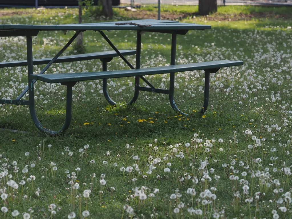 dandelions that are white except the ones in the shade of a picnic table that are yellow