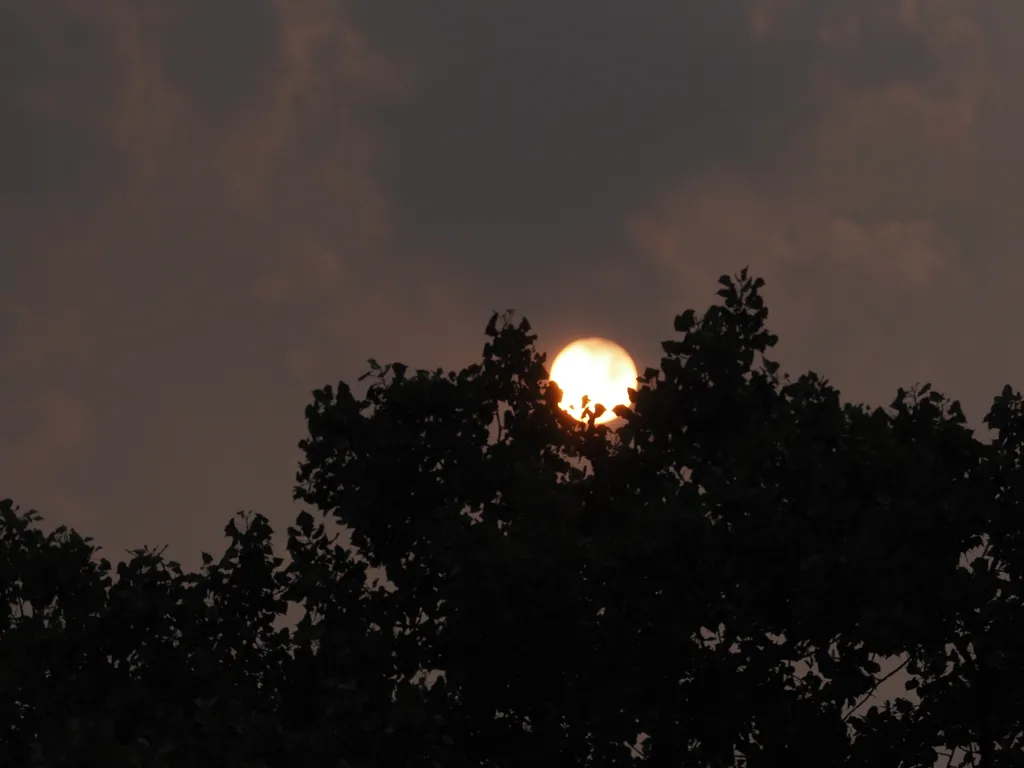 the sun setting behind a tree on a smoky day
